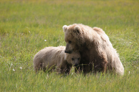 Mothers Love