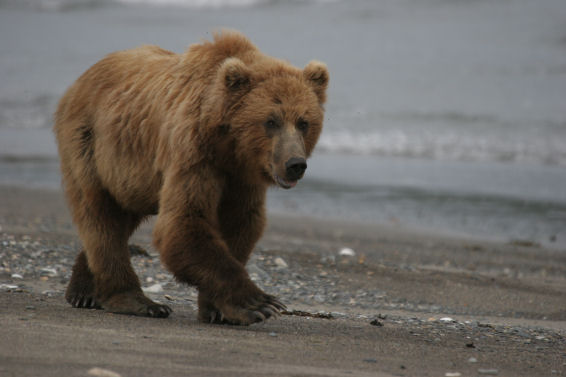 Stoll on the Beach