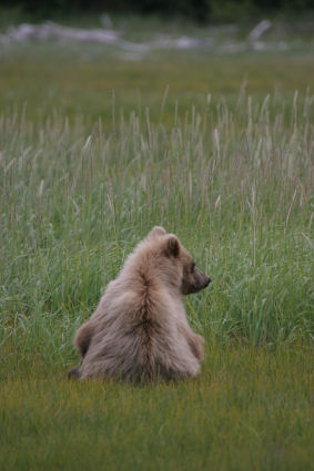Content Cub