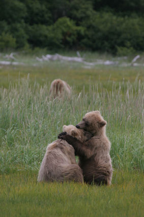 Huggy Bears