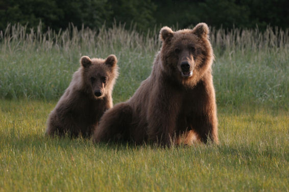 Mother and Cub