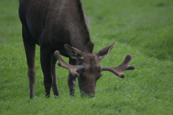 Mini Moose