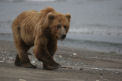 Stoll on the Beach