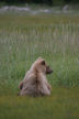 Comfortable Cub