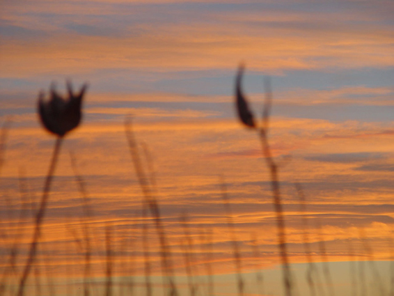 Roadside Weeds