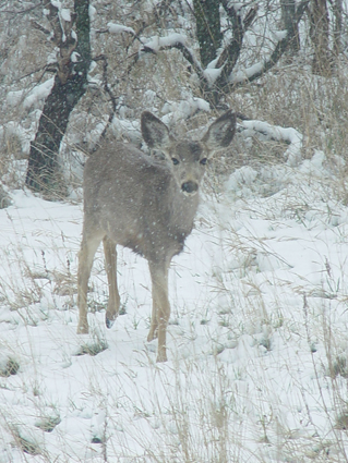 Deer