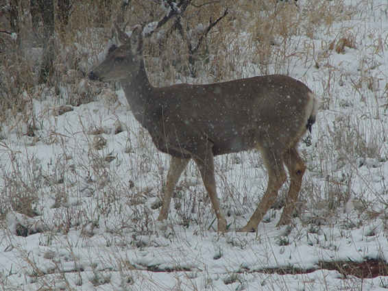 Deer 2