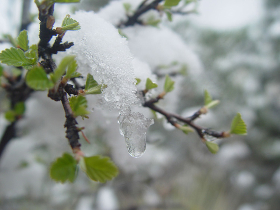 Spring Snow