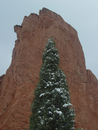 Tree and Rock