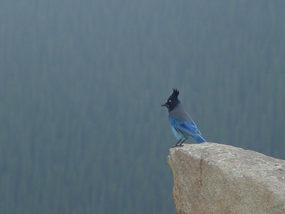 Blue Bird