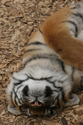 Tuckered out Tiger
