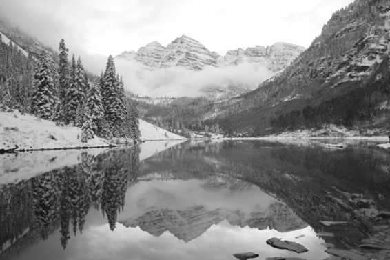Aspen in Black and White