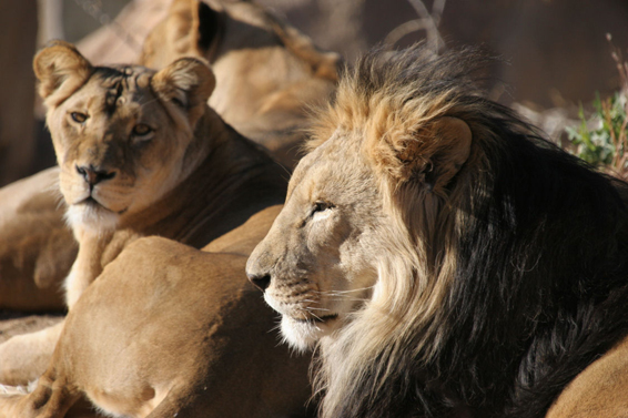 Lions Resting