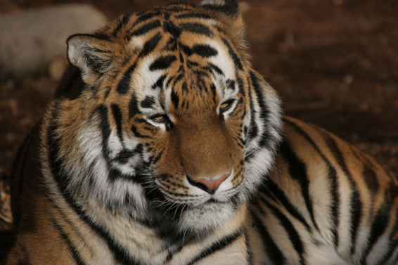 Tiger at Sundown