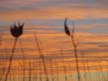 Roadside Weeds