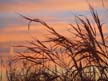 Roadside Weeds 2