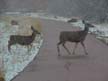 Deer Crossing 