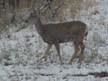 Deer 2