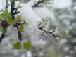 Spring Snow 