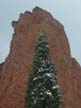 Tree and Rock