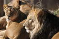 Lions Resting