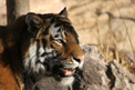 Prowling Tiger