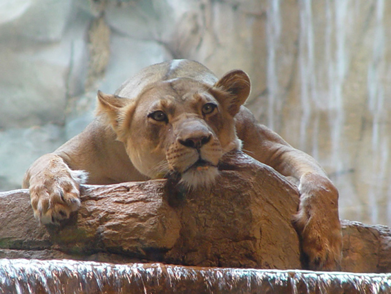 MGM Lion