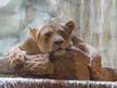 MGM Lion