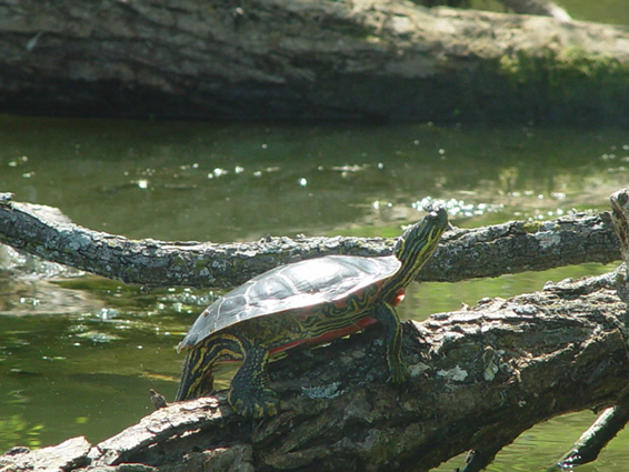 Rice Lake Turtle