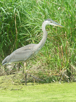 Blue Heron in the Shallows