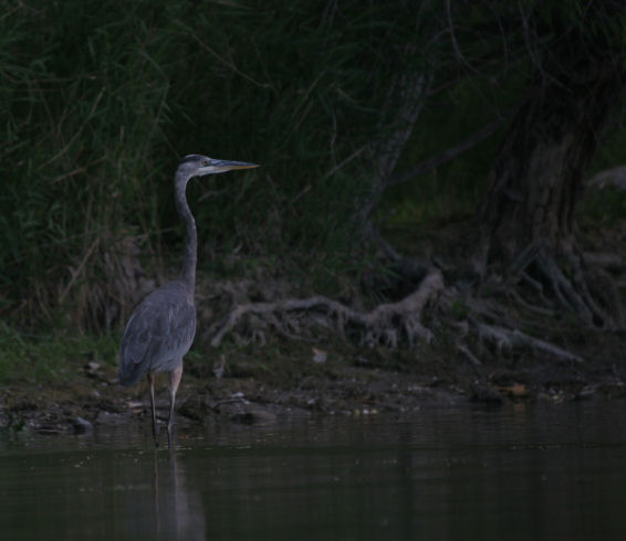 Blue Heron