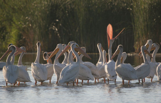 Pelicans