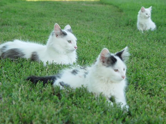 Farm Cats 5