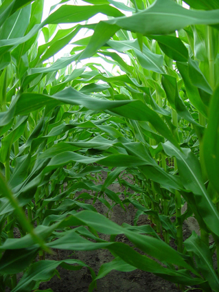 Wicker Farm Corn