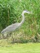 Blue Heron in the Shallows