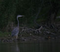 Blue Heron