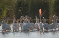 Pelicans