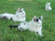 Farm Cats 5