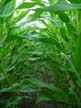 Wicker Farm Corn 