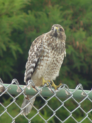 Red-Shouldered Hawk on Fence