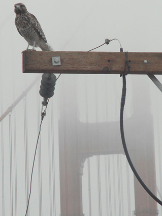 Red-Shouldered Hawk on Telephone Pole