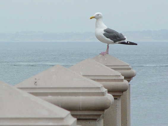 Monterey Hotel Visitor