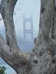 Golden Gate