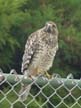 Red-Shouldered Hawk on Fence