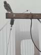 Red-Shouldered Hawk on Telephone Pole 