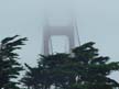 Golden Gate Behind Trees