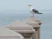 Monterey Hotel Visitor 