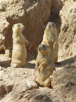 Santa Fe Prairie Dogs