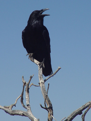 Grand Canyon Crow