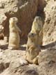Santa Fe Prairie Dogs